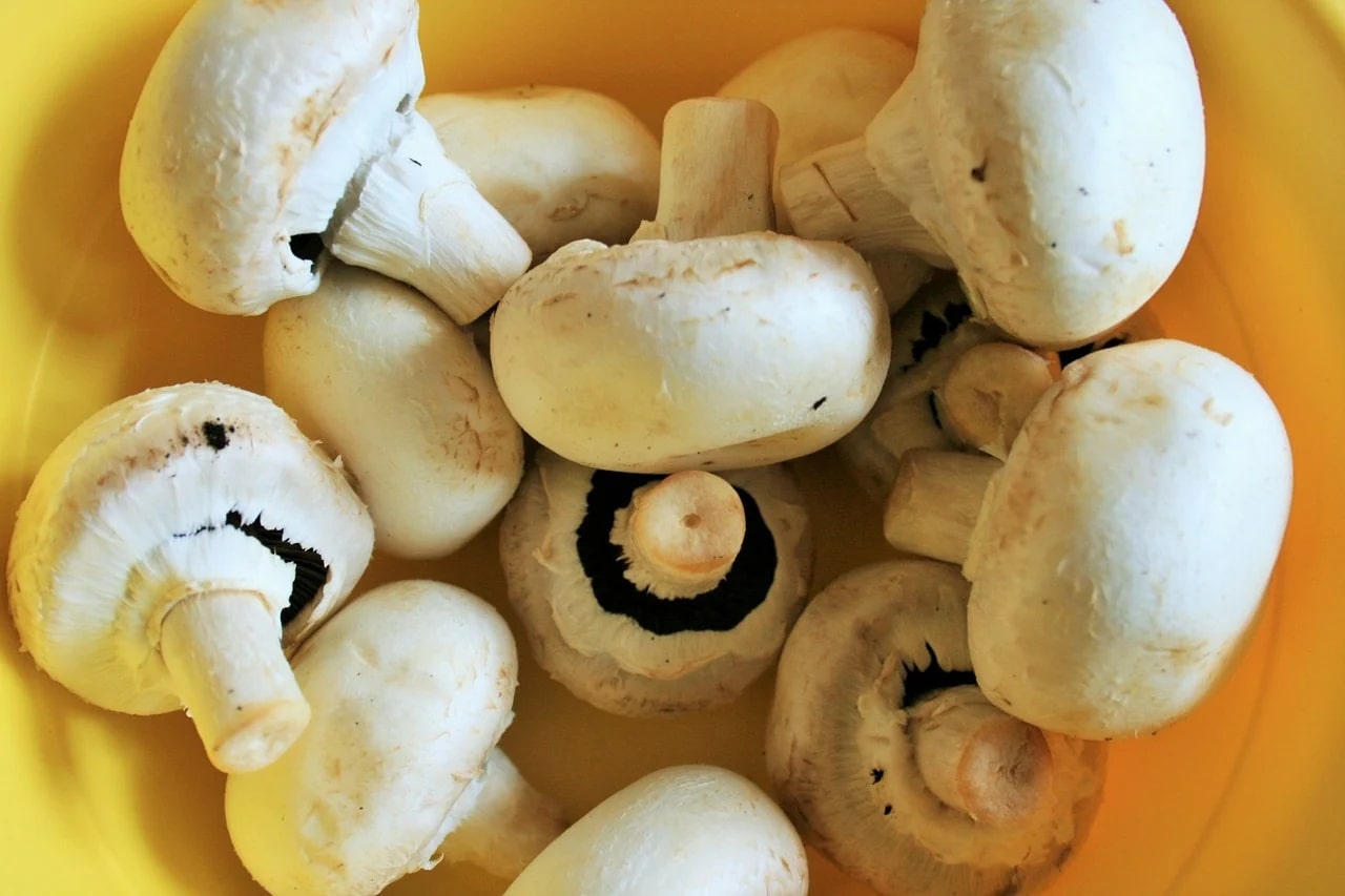 5. Proper Storage to Extend Shelf Life of Unopened Cream of Mushroom Soup